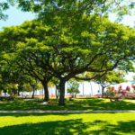 ha_honolulu-1124097_1920