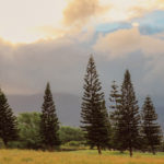 ha_trees-937316_1920