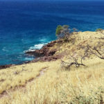 mald_maui-2432744_1920